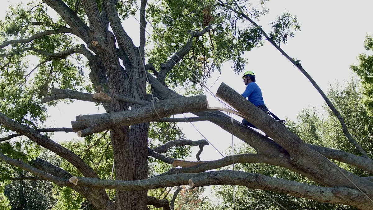 Professional Crown Thinning performed by certified arborists in Christine
