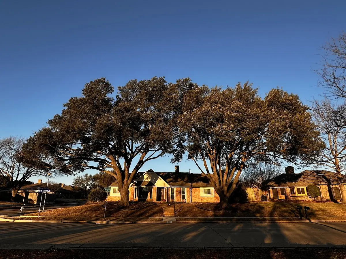 Established residential canopy tree shading a home in Christine