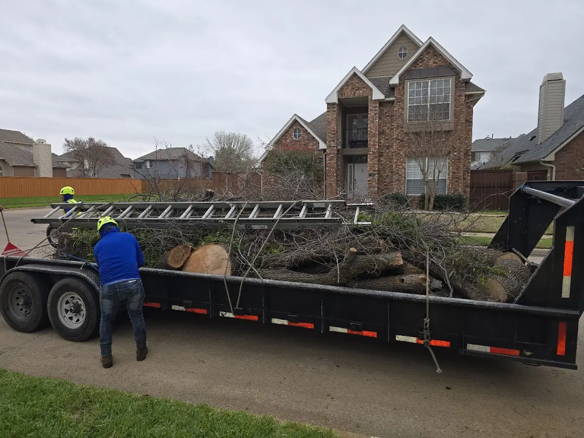 Expert Tree Removal with proper safety equipment in Christine